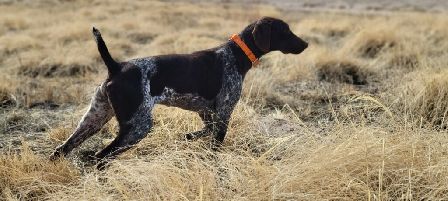 WRANGLER'S SLICK RENEGADE